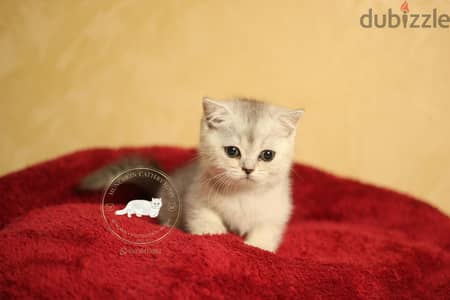 british shorthair/ Scottish fold  بريتيش شورت هير/ سكوتش فولد