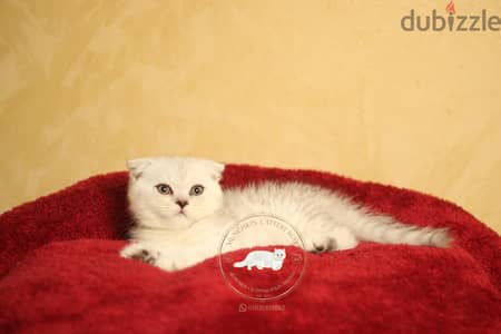 british shorthair/ Scottish fold  بريتيش شورت هير/ سكوتش فولد
