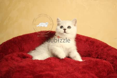 british shorthair/ Scottish fold  بريتيش شورت هير/ سكوتش فولد