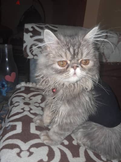 قطه للبيع بيرشن