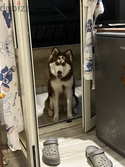 Siberian Husky Puppy Sky Blue Eyes pure دبدوب