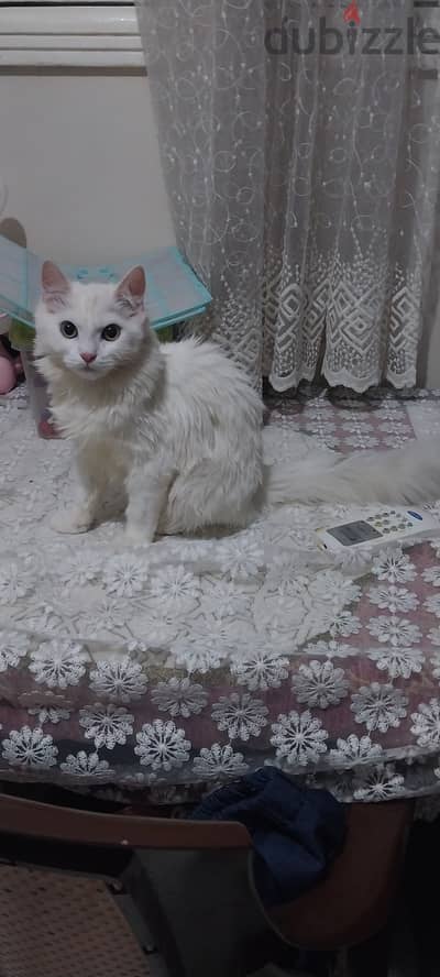 قطة للتبني
