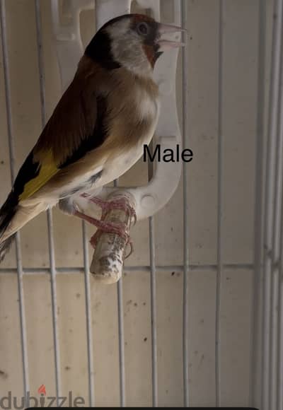 حسون  منتج