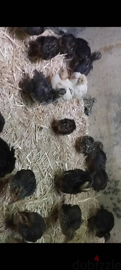 سمان اسمر عمر 15 يوم ب 25 جنيه الجوز