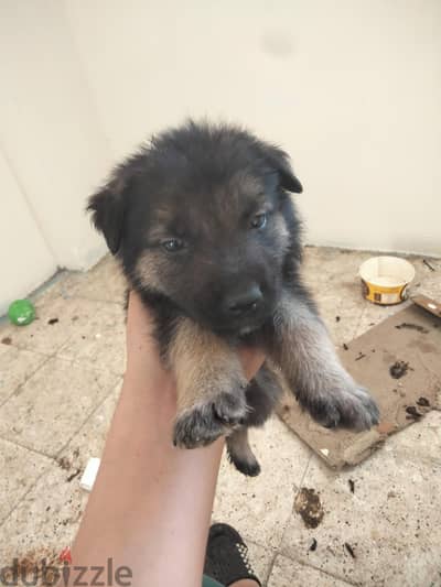 القاهره