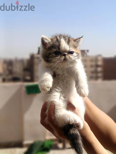 اكزوتيك فان براون زوار توب