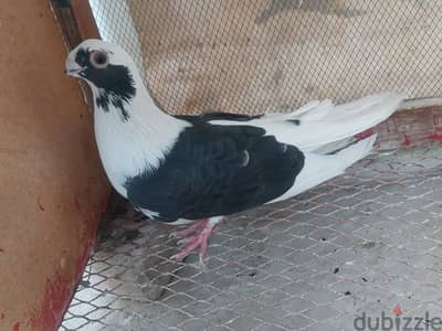 ابلق اسود