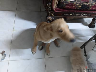 سمبا ذكي جدا