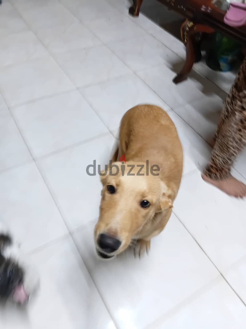 سمبا ذكي جدا 1