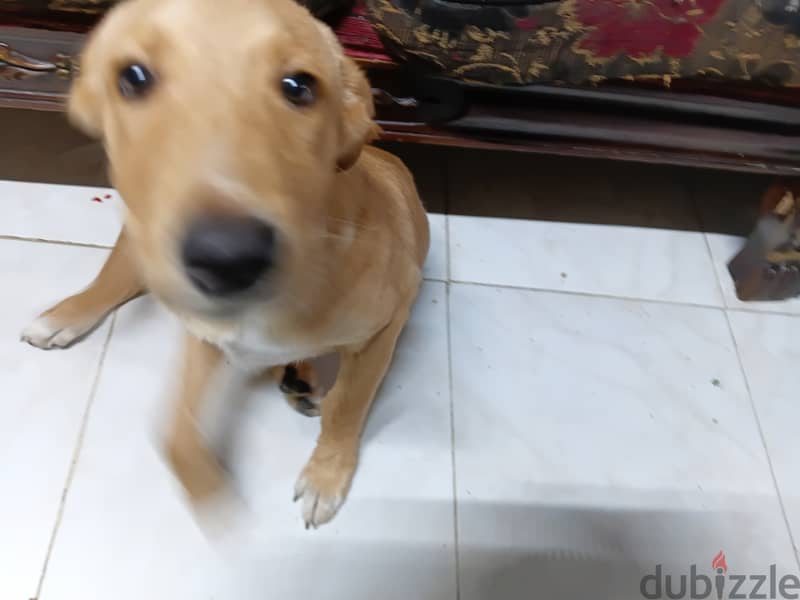 سمبا ذكي جدا 3
