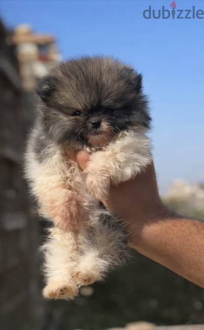 pomeranian