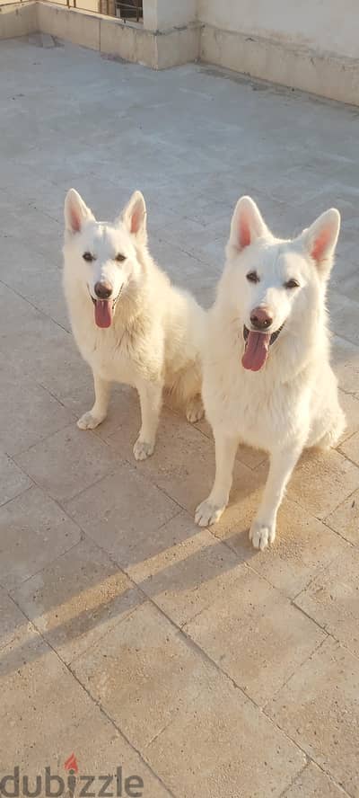 Swiss white shepherd