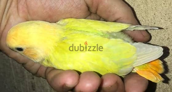 روز للتأكيل اليدوى