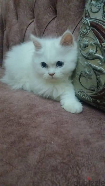 قطه شيرازي