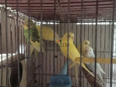 شبابات بسعر اللم