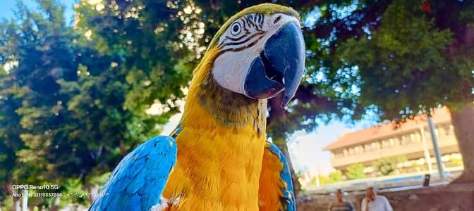 Hybrid Macaw
