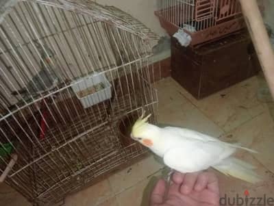 قص كوكتيل وش شغل للبدل بروز