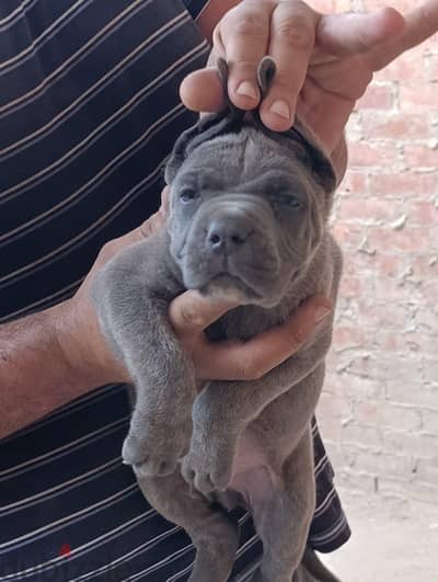 Junior cane corso.  جراوي كين كورسو