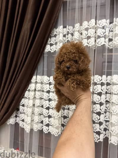 Toypoodle