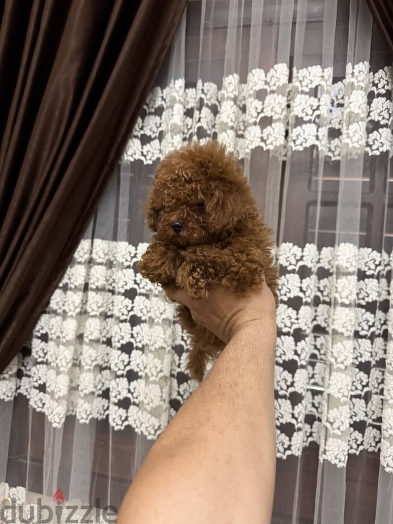 Toypoodle 1