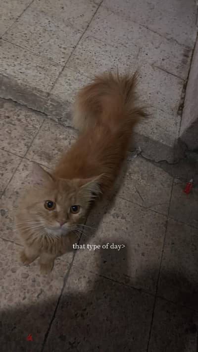 قط للتبني