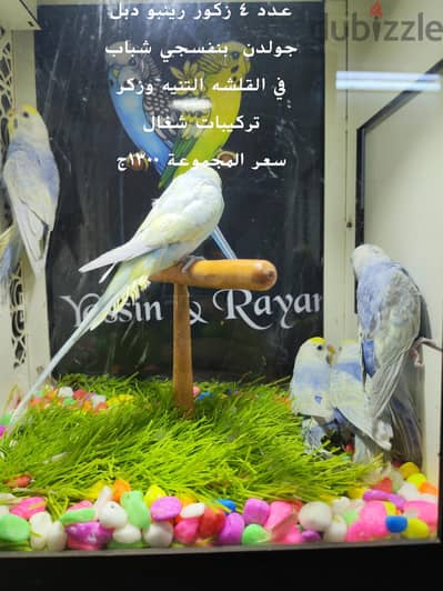 زيادات وقصوص شغاله التفاصيل علي كل صوره