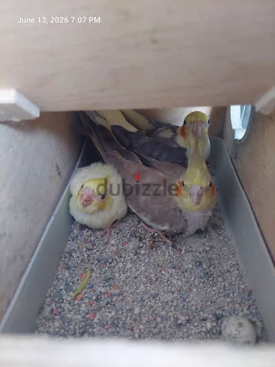زوج كوكتيل بكل مشتملاته معاه زغلول لاتيني