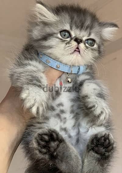 ولد بيرشن كيوت