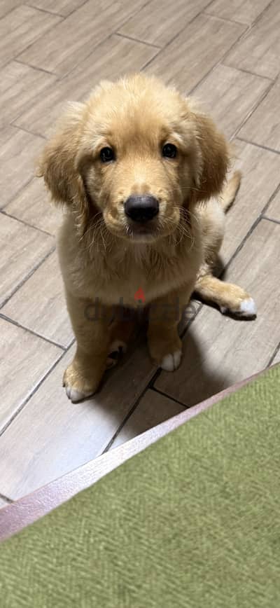 Golden Retriever Long Hair