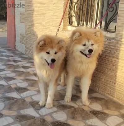 عدد ٢ Akita Gabbiness مستوى مميز جدا  العمر 14 شهرا من دكر +نتايك بج