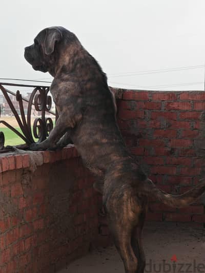 cane corso /كلب كاني كورسو