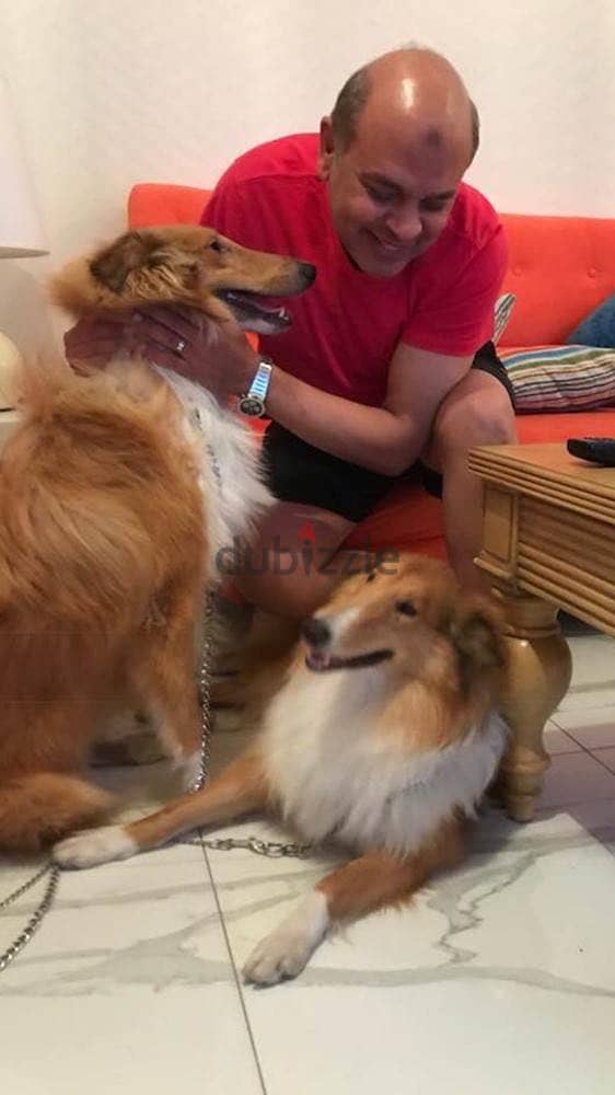 Rough Collie 1