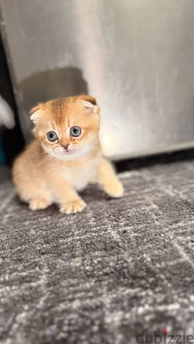 سكوتش فولد جولد  ميل  ny