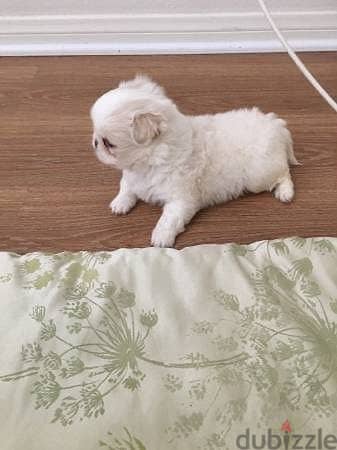 Pekingese بيكنواه