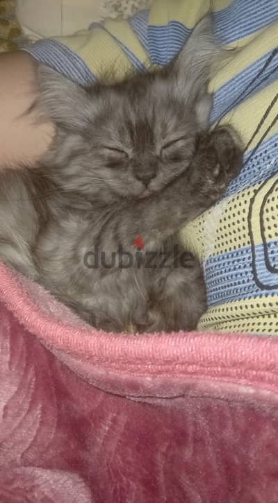 قط شيرازي رصاصي عمره 3 شهور