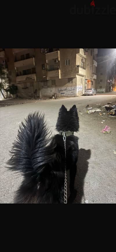 جيرمان بلاك او هسكي بلاك