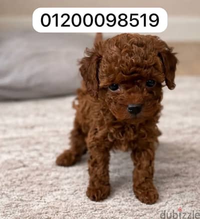Poodle بودل