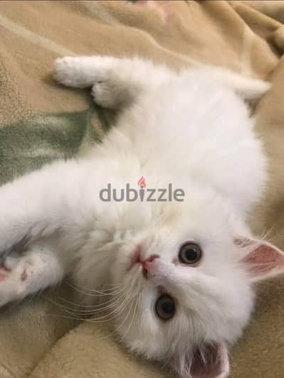 سيدي بشر قبلي شارع صداقه عند جامع صداقه