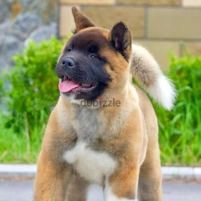 Male akite 65 days old for RESERVATION show quality