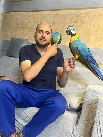 بسم الله مشاء الله مكاوات من فضل الله متكلمين تفريخ مصري هدين جدا