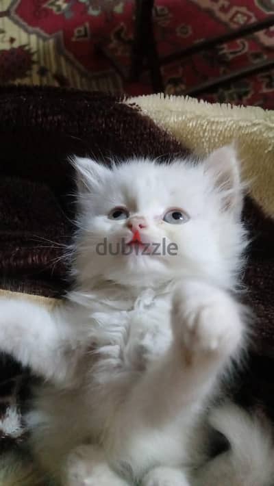 كيتن بيور شيرازي هيمالايا male female shirazi
