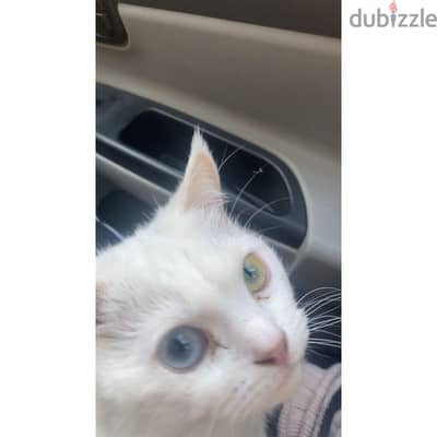 قطة للتبني