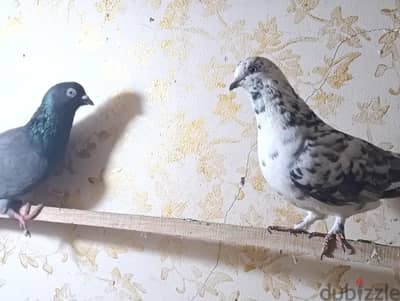 جوز حمام كرزلى عطال للتحضين