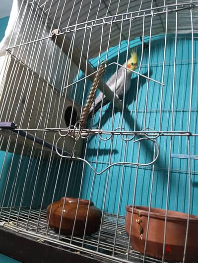 دكر كوكتيل مغرد شغال الله اكبر بلقفص والبيت