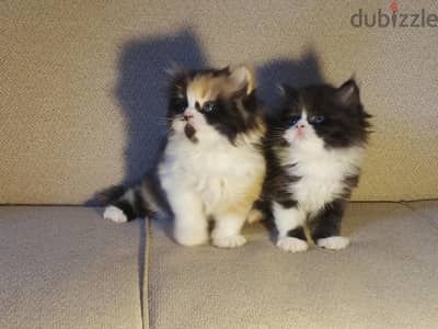 Kittens for re-home