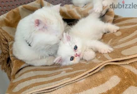 shirazi cat moon face for sale قطه للبيع