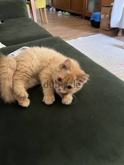 Cat for adoption