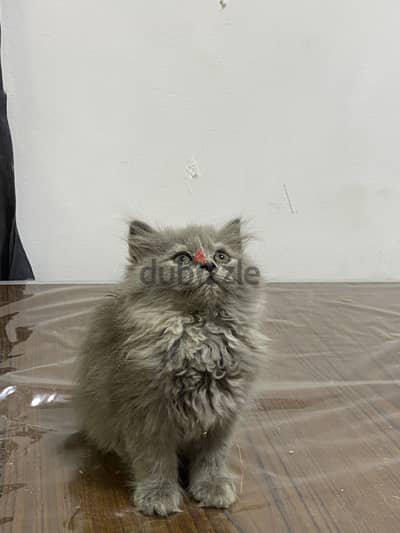 قطط شيرازي