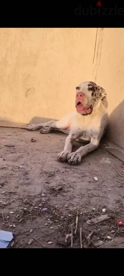 جراويه جريت دان عمر 8 شهور