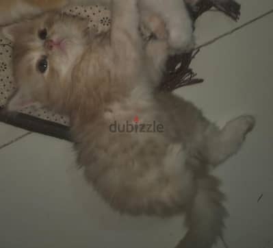قط اورانج فاتح  قط شيرازى بيور عمرو شهرين